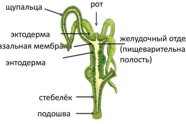 Гидра тор